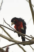 Double-toothed Barbet