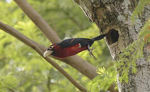 Double-toothed Barbet