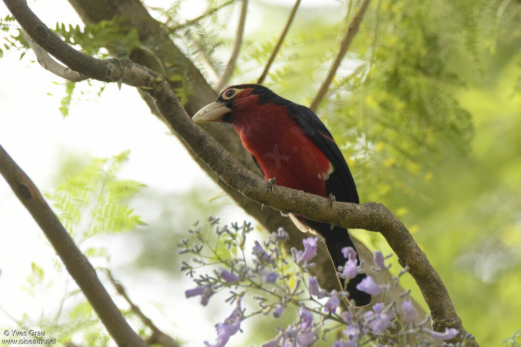 Double-toothed Barbet