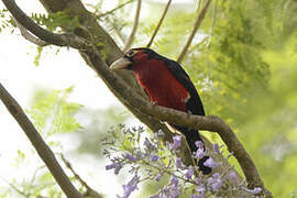 Double-toothed Barbet