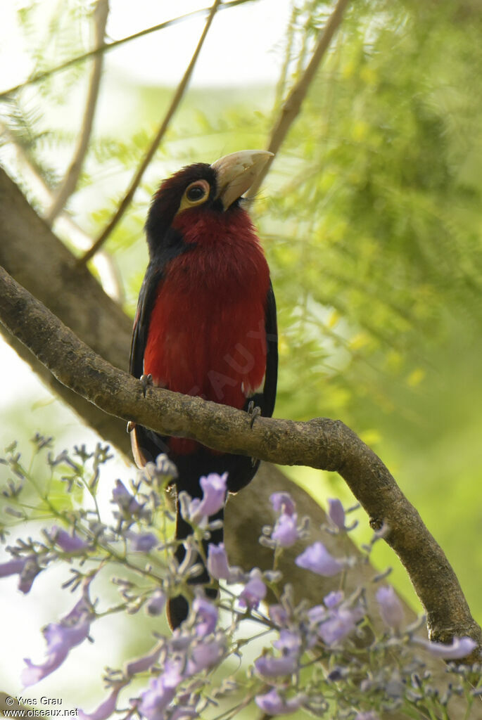 Double-toothed Barbet