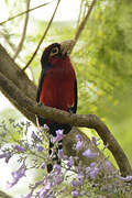 Double-toothed Barbet