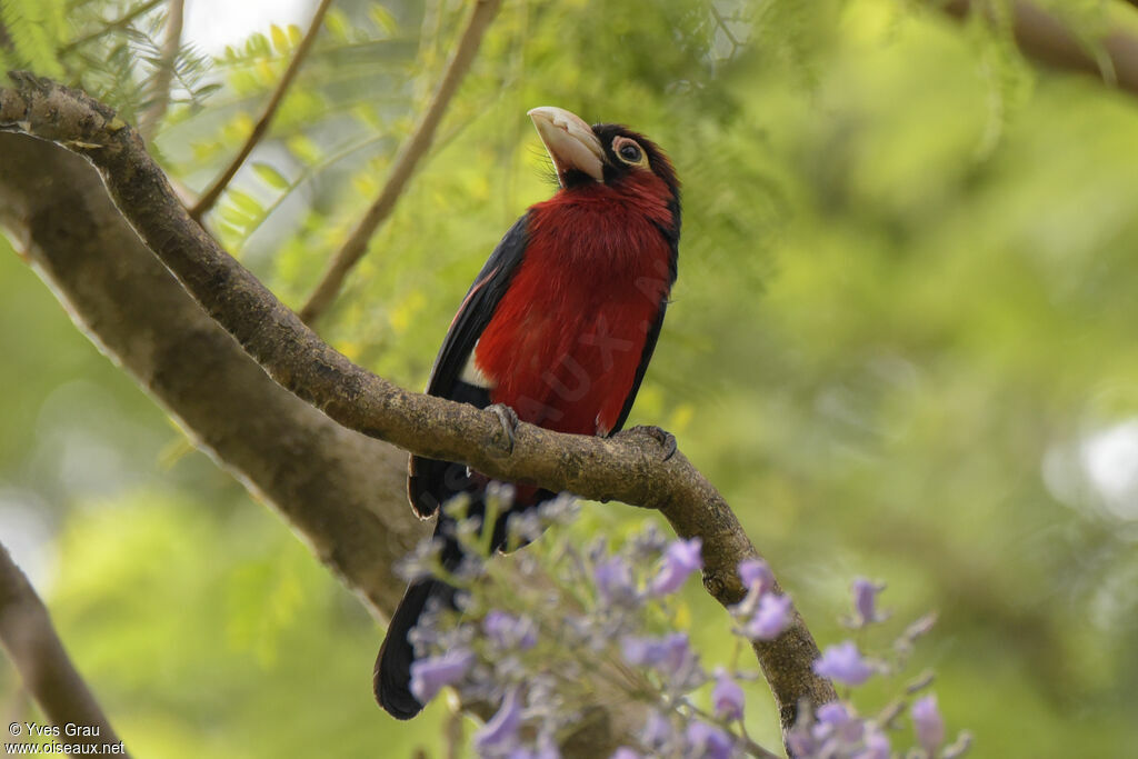 Double-toothed Barbet