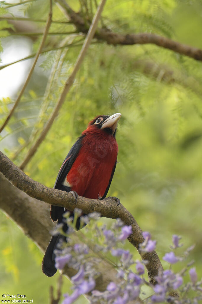 Double-toothed Barbet