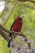 Double-toothed Barbet