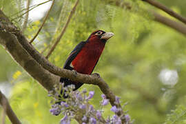 Double-toothed Barbet