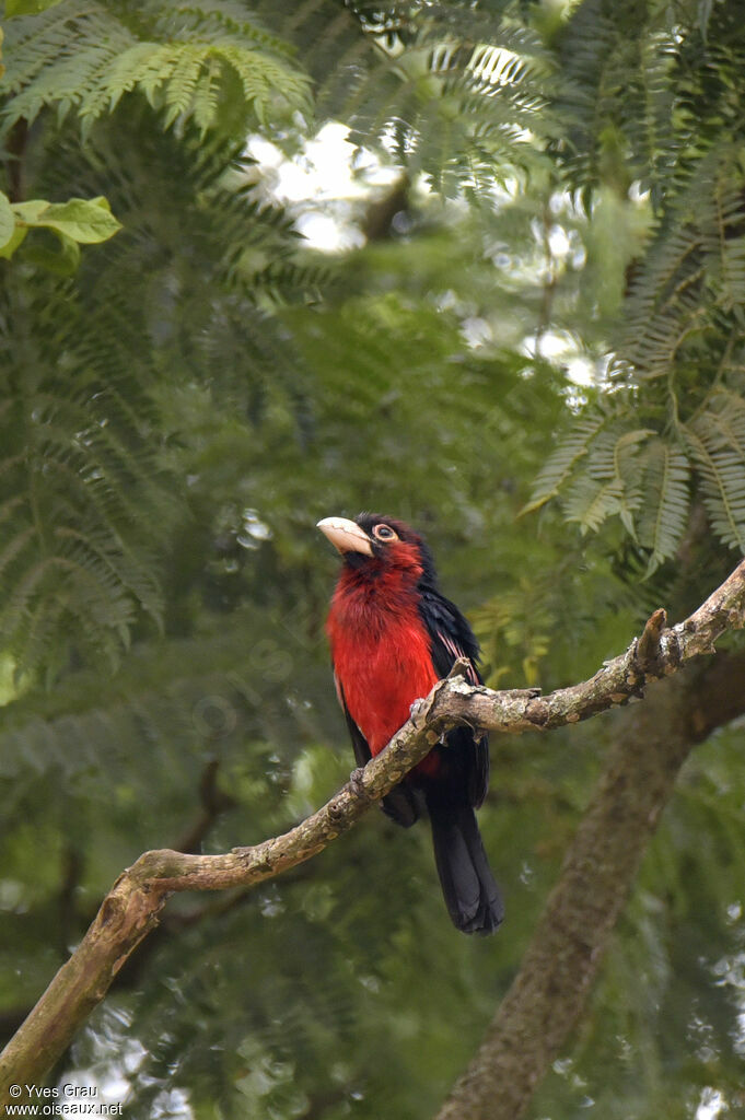 Double-toothed Barbet