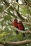 Double-toothed Barbet