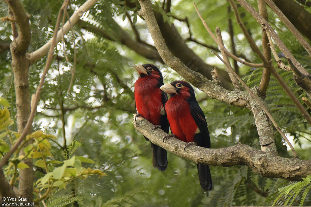 Double-toothed Barbet