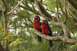 Double-toothed Barbet