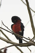 Double-toothed Barbet