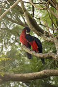 Double-toothed Barbet