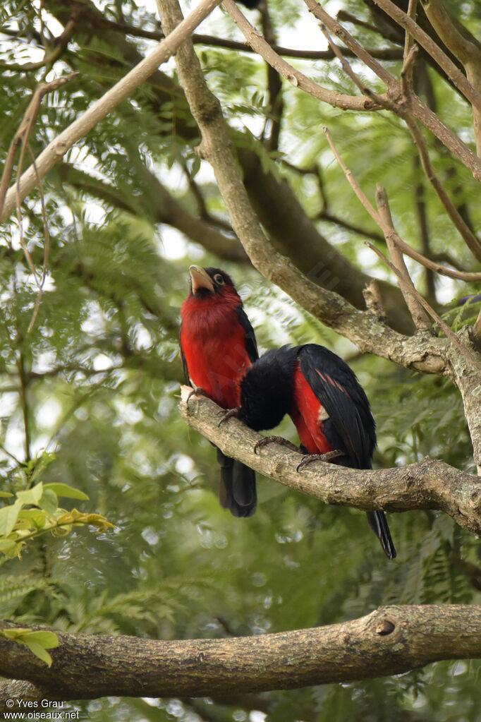 Double-toothed Barbet