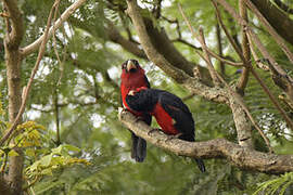 Double-toothed Barbet