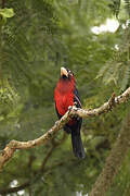 Double-toothed Barbet