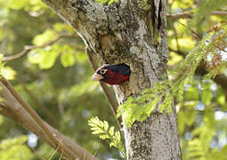 Double-toothed Barbet