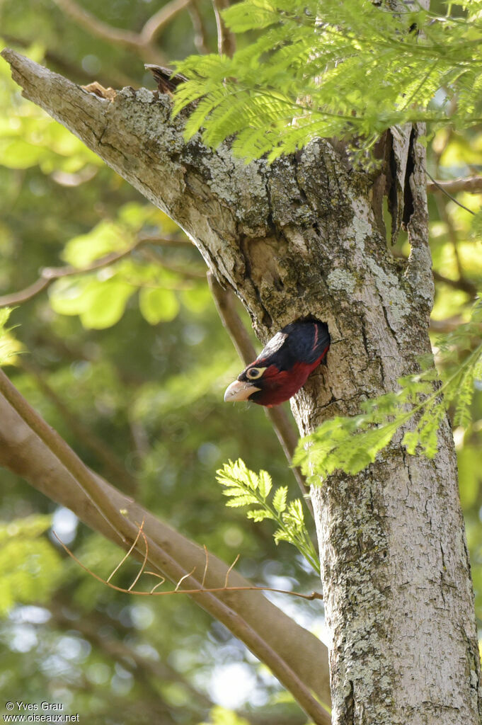 Double-toothed Barbet