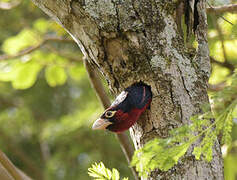 Double-toothed Barbet