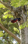 Double-toothed Barbet