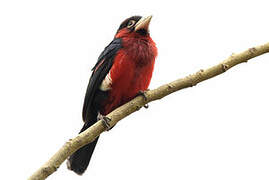 Double-toothed Barbet