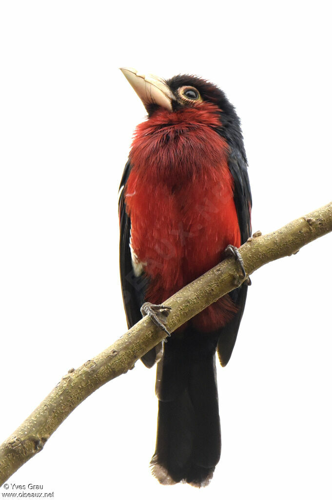 Double-toothed Barbet