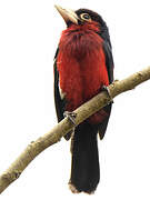 Double-toothed Barbet