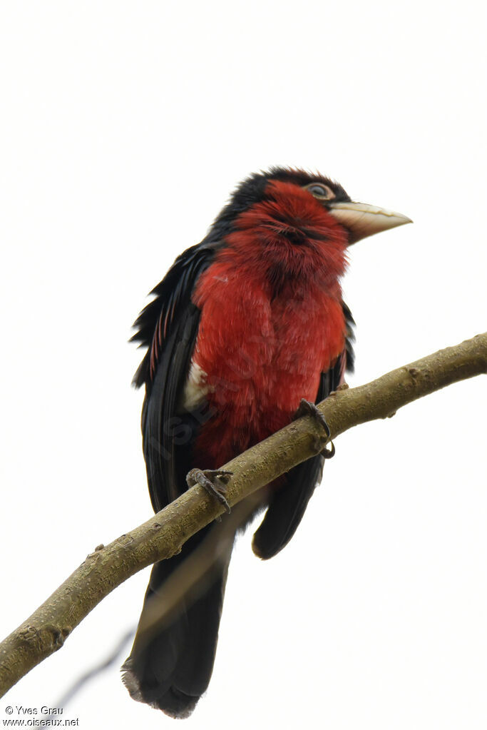 Double-toothed Barbet