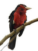 Double-toothed Barbet