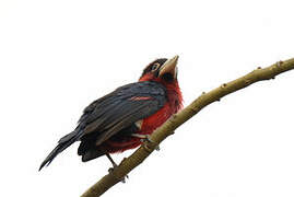 Double-toothed Barbet