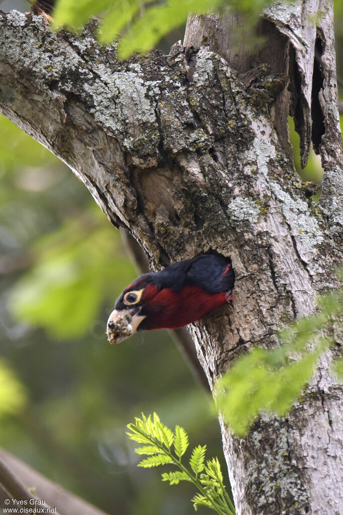 Double-toothed Barbet