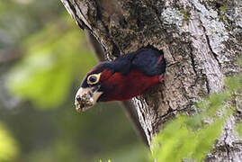 Double-toothed Barbet