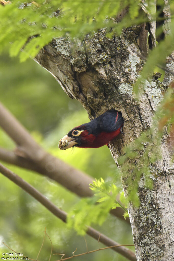 Double-toothed Barbet