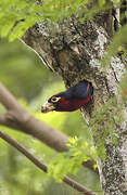 Double-toothed Barbet