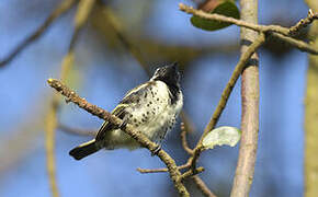 Spot-flanked Barbet