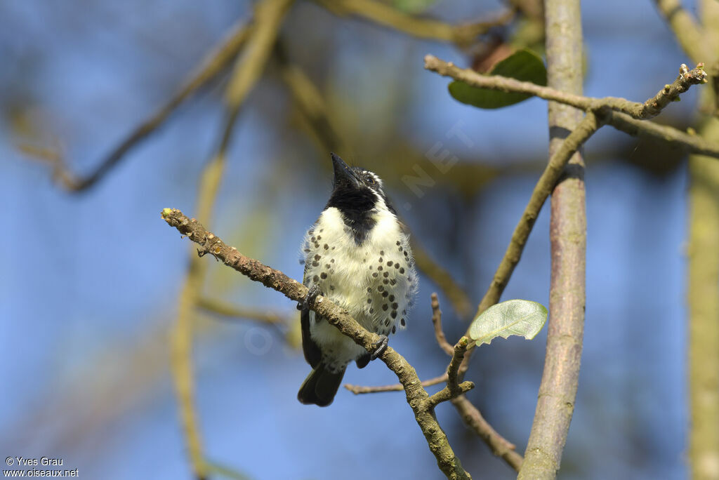 Spot-flanked Barbet