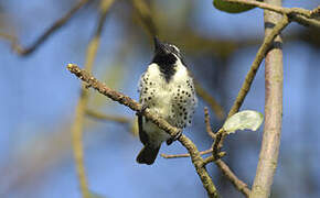 Spot-flanked Barbet