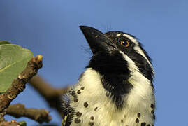 Spot-flanked Barbet