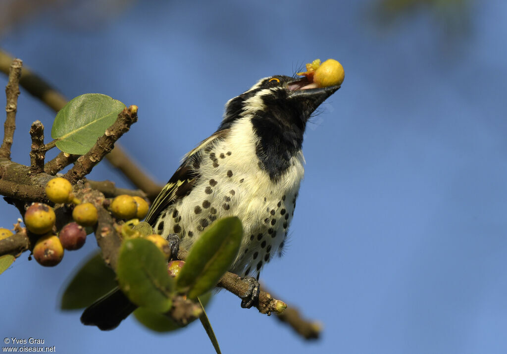 Spot-flanked Barbet