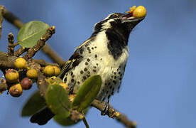 Spot-flanked Barbet