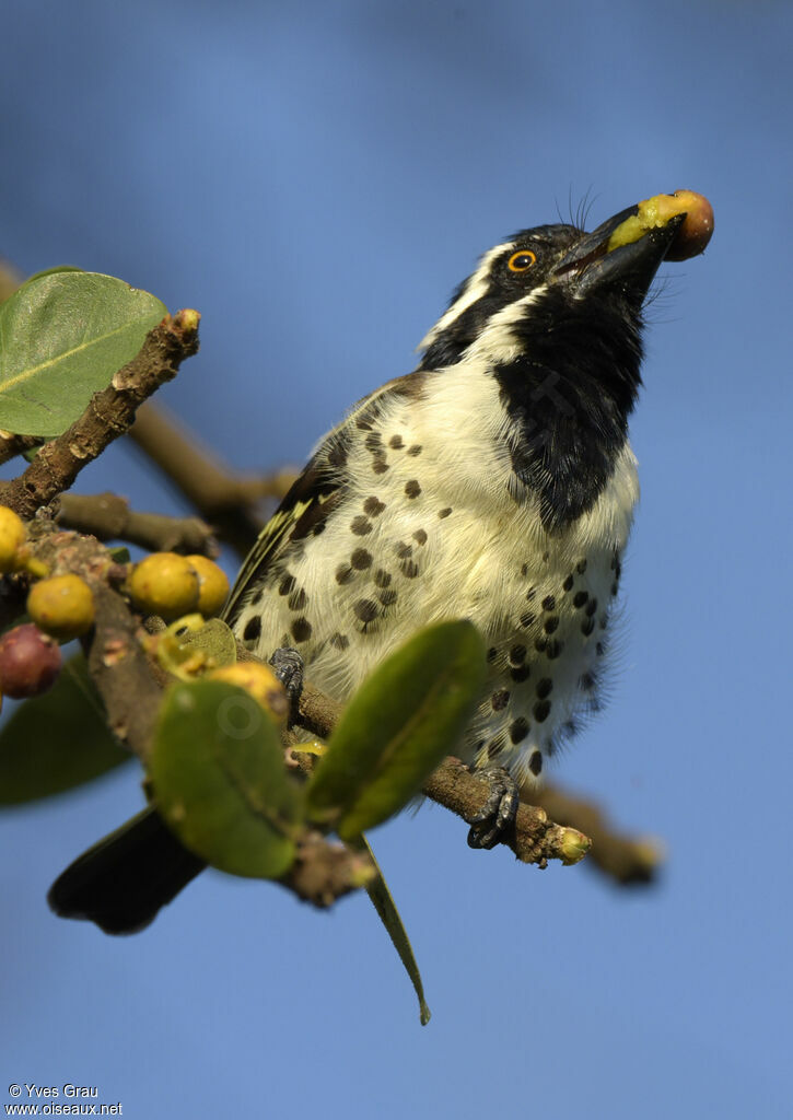 Spot-flanked Barbet