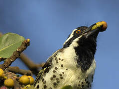 Spot-flanked Barbet