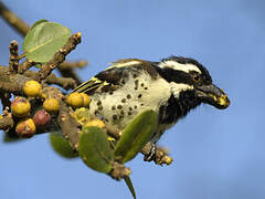 Spot-flanked Barbet