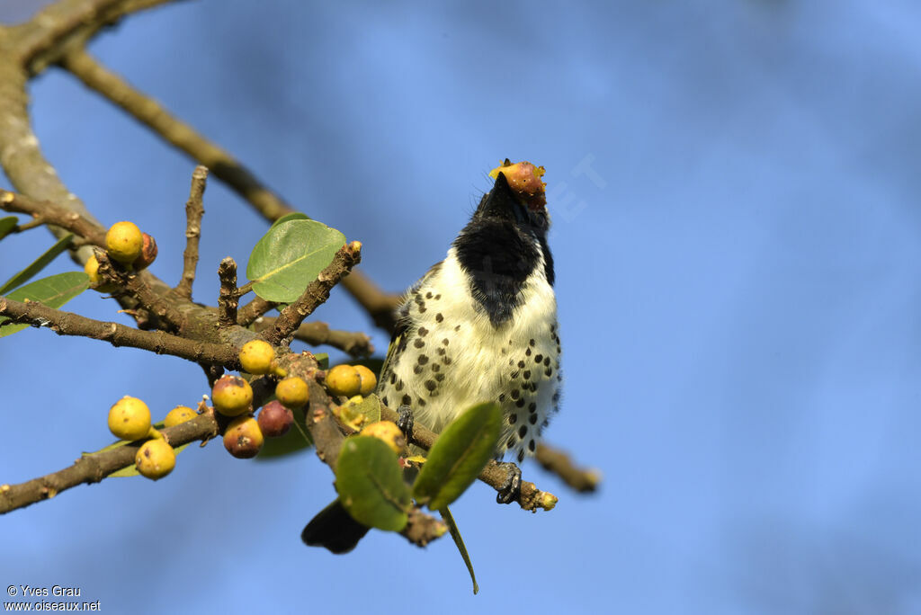 Spot-flanked Barbet