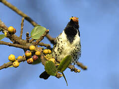 Spot-flanked Barbet