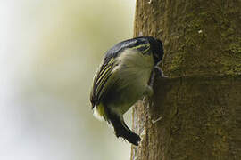 Yellow-rumped Tinkerbird