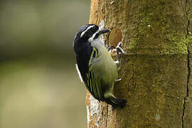 Yellow-rumped Tinkerbird