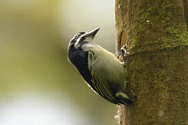 Yellow-rumped Tinkerbird