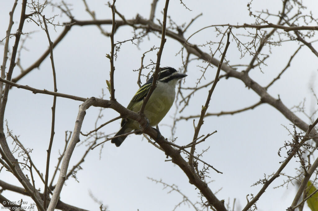 Yellow-rumped Tinkerbird