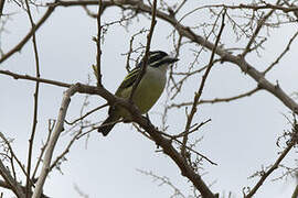 Yellow-rumped Tinkerbird