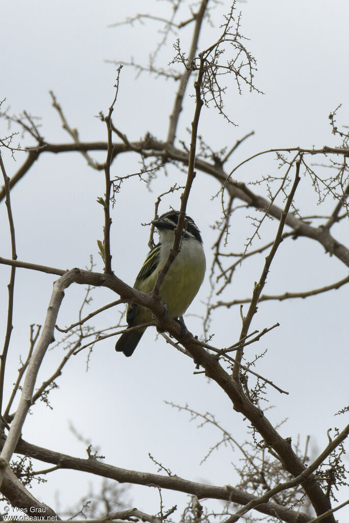 Yellow-rumped Tinkerbird